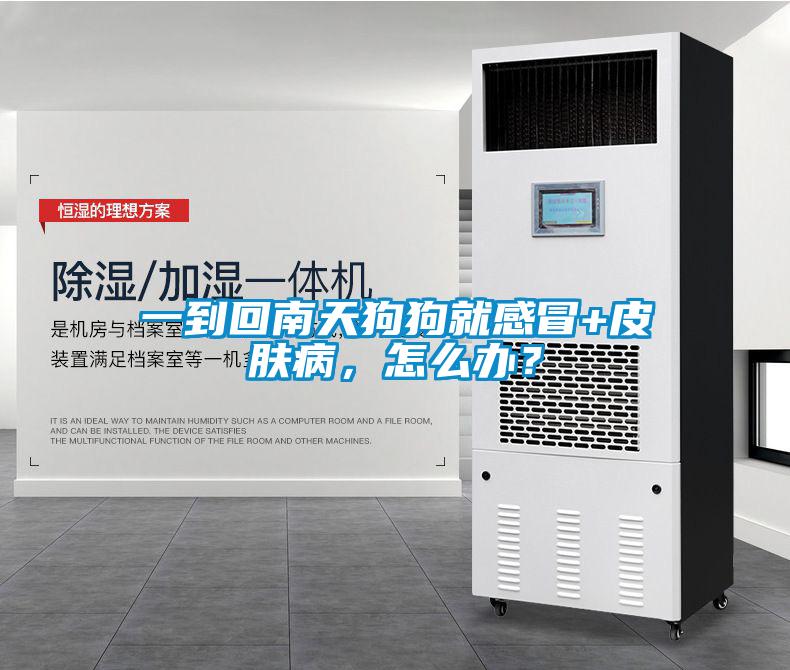 一到回南天狗狗就感冒+皮膚病，怎么辦？