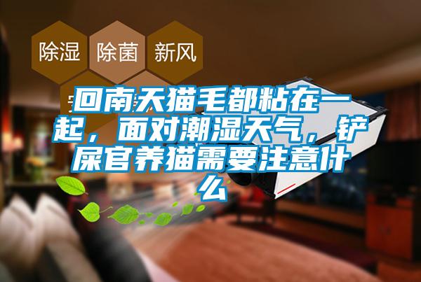 回南天貓毛都粘在一起，面對潮濕天氣，鏟屎官養(yǎng)貓需要注意什么