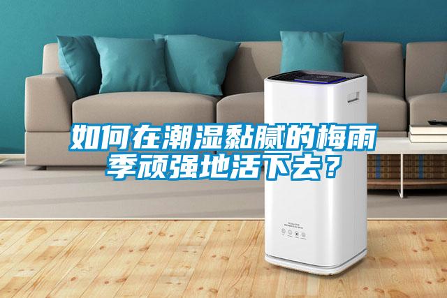 如何在潮濕黏膩的梅雨季頑強地活下去？