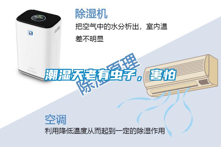 潮濕天老有蟲子，害怕