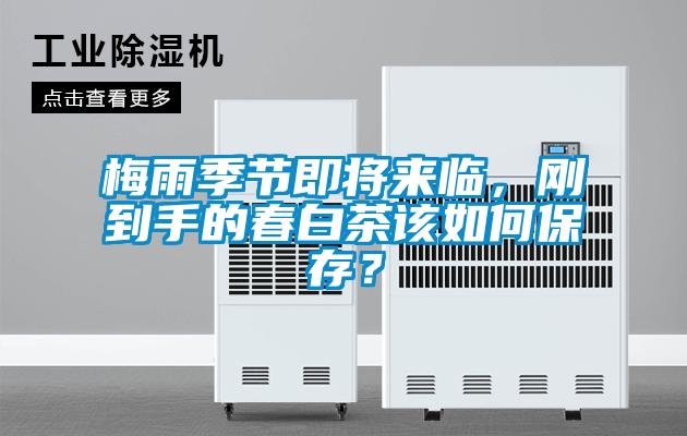 梅雨季節(jié)即將來臨，剛到手的春白茶該如何保存？