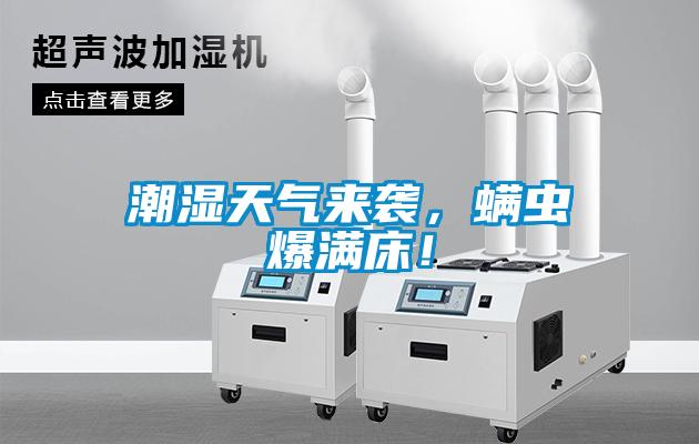潮濕天氣來襲，螨蟲爆滿床！