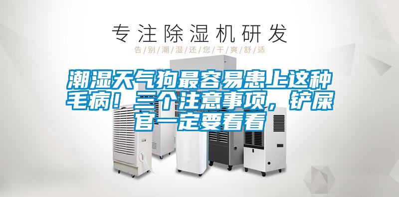 潮濕天氣狗最容易患上這種毛??！三個(gè)注意事項(xiàng)，鏟屎官一定要看看
