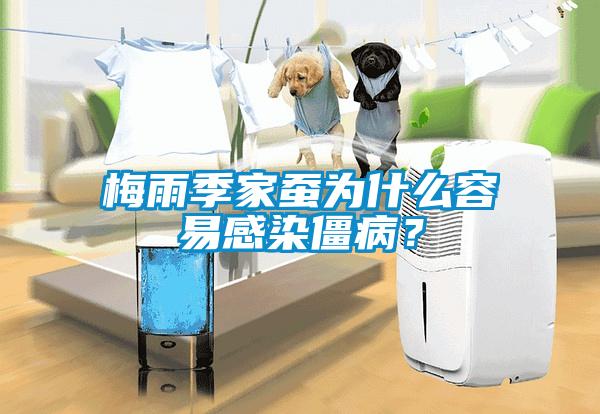 梅雨季家蠶為什么容易感染僵??？