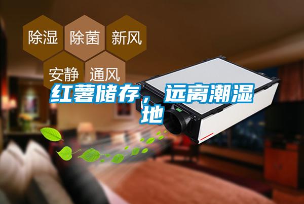 紅薯儲存，遠離潮濕地