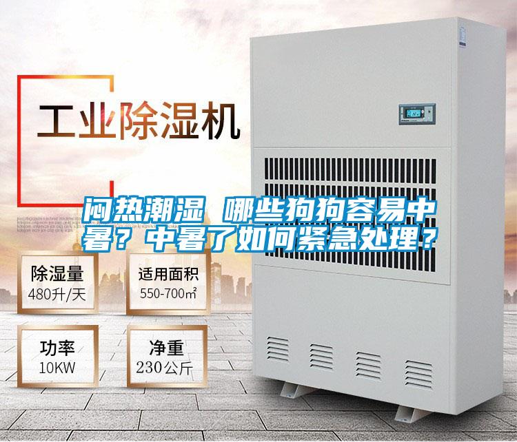 悶熱潮濕 哪些狗狗容易中暑？中暑了如何緊急處理？