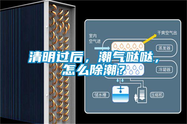 清明過后，潮氣噠噠，怎么除潮？