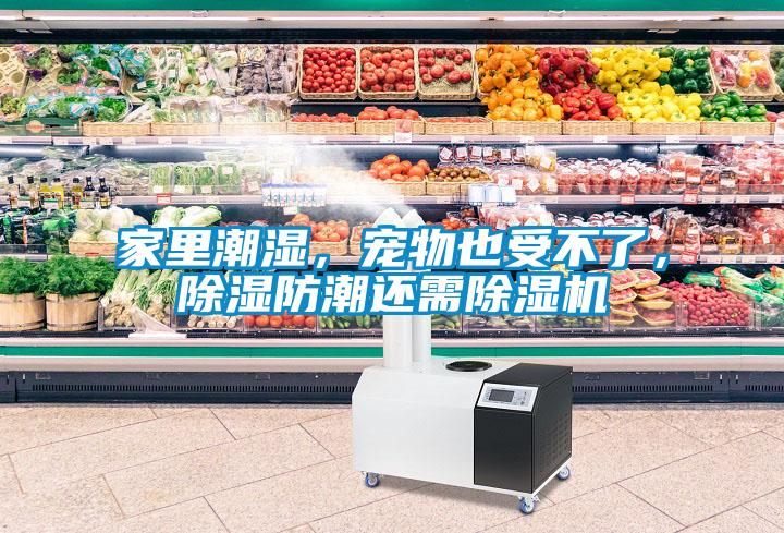 家里潮濕，寵物也受不了，除濕防潮還需除濕機
