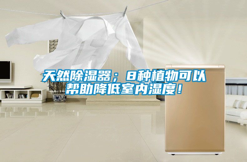 天然除濕器；8種植物可以幫助降低室內濕度！
