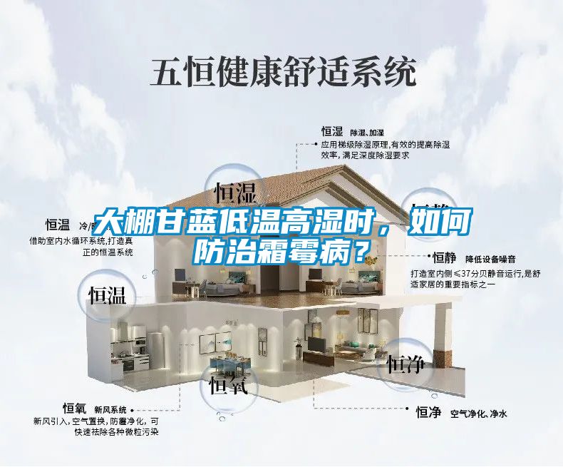 大棚甘藍(lán)低溫高濕時，如何防治霜霉??？